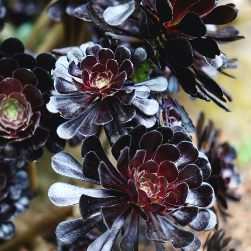 黒い花 Black Flower By Tatsuya Senoo Tact 黒い花 Black Flower By Tatsuya Senoo Tact