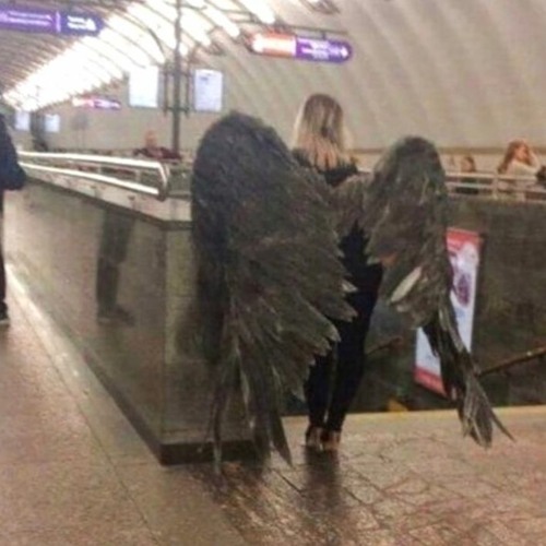 feathers