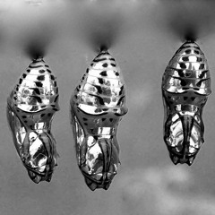 Aerion - ''Chrysalis'  Summer Intention Live Mix - 2023 - 07 - 01 23h35m32