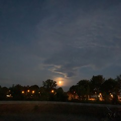 For the squirrel in my yard