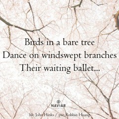 Birds in a bare tree [naviarhaiku476]