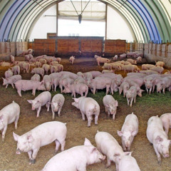 свинарник b0z0g33k