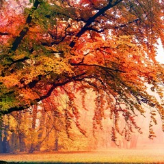 Belong To The Forest