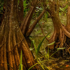 The Swamp