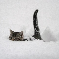 snowfall <3