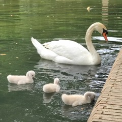 Autumn's Song - Trevor Coathup (Stephen Day cover - LIVE)
