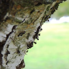 Bad boys - nana (Demo)