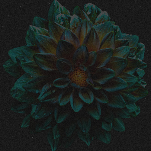 NatureNoizes 24.11.23