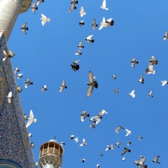 Stranded FM radio - DAAN STOOP