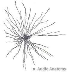 Audio Anatomy w/ Beau O'Reilly