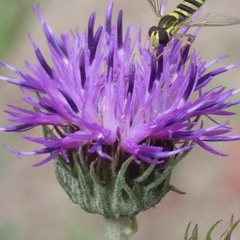 The Powe / Flying Horses - LIVE 29.10.23 - Enjoy the Silence