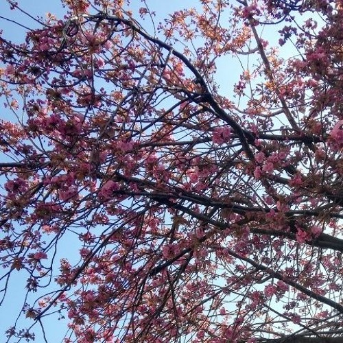 o virga ac diadema - the introverted sister