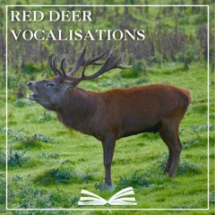 RED DEER VOCALISATIONS COMPLATION