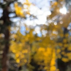 Aspens - Nederland, CO
