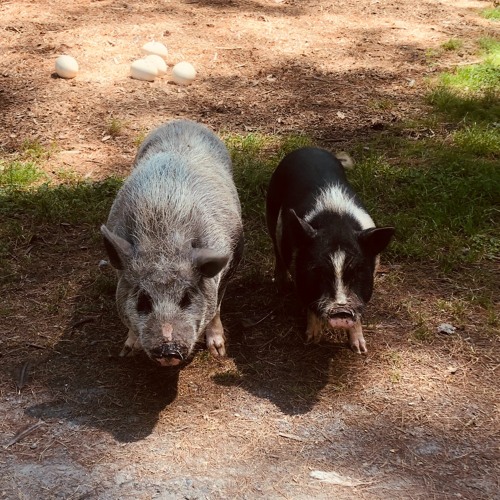 Glad Its Over [Scorpodra Master]