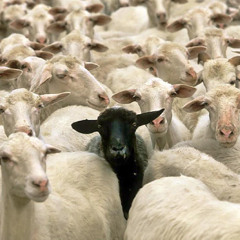 black sheep