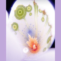 SC023 Courtney Bailey - In Dream