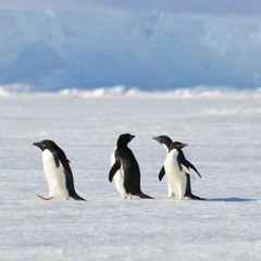 Jean Derome : Tur'lutte