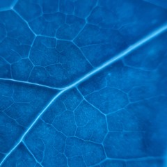 Fausto - Castro Daire