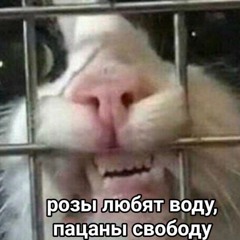 Каста - 777 PHONK EDITION