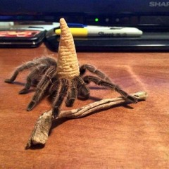 Party With Hoes (Advanced Minds Only)