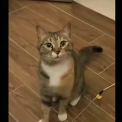 morning cat song