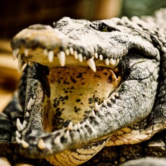Gatormix02