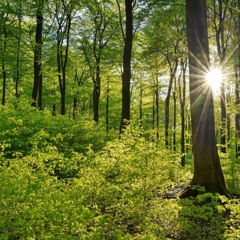 Dancing In The Woods - Teo Gorqui