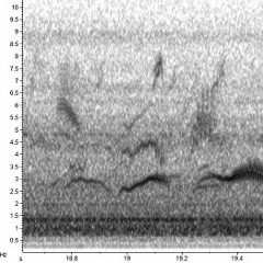 Big Migration Night - Harlingen, Texas, USA