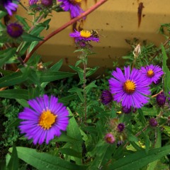 Jesse Somfay - Can You See Me I'm Waving (2021 Edit)