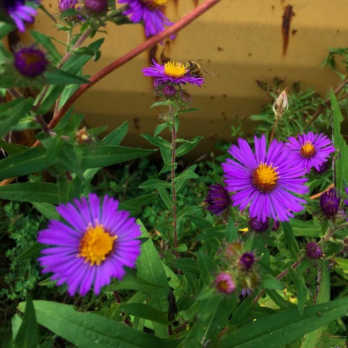 Jesse Somfay - Can You See Me I'm Waving (2021 Edit)