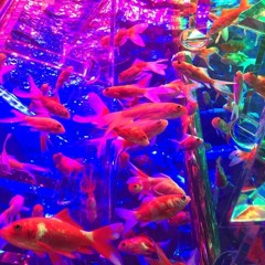 MAIN [🦐🐟]