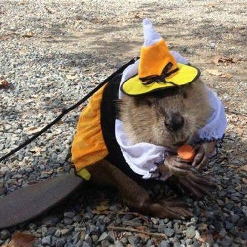 BVR - (g)Raveyard (Halloween 2023)