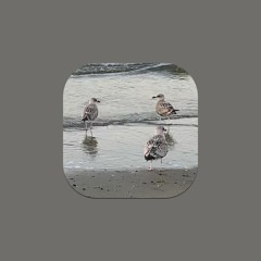 birds | daily track # 45