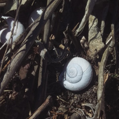 Sea Shells