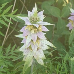 Fellow crow synth 2016