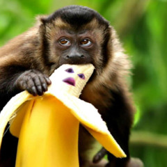 HOW DID YOU GET IN MY HAUS (K.O Big house mix)