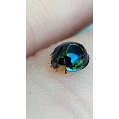 HK_Calm-&-Steady_tracks_192