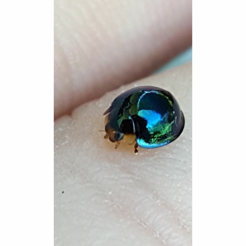 HK_Calm-&-Steady_tracks_192