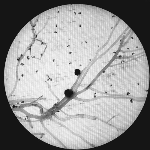 Phil Mullis 01 - Introduction
