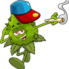 sativa