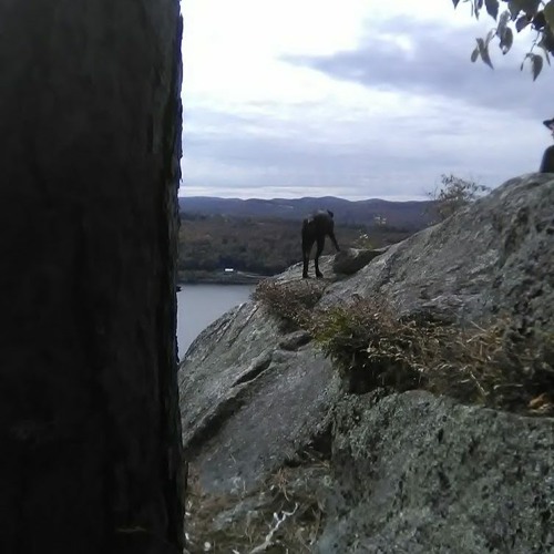 Northern Oracle 2019