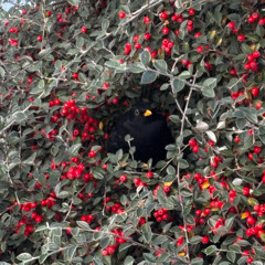 LOBOTOMITE FREESTYLE 2023