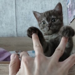Год без сна
