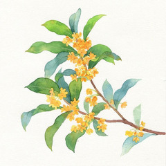 Osmanthus