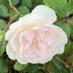 Dont Cry at Christmas