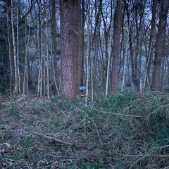 Dawn chorus in the woods, Arger Fen, Suffolk - 2nd March 2025