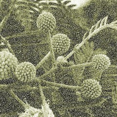 Shoomb - NYE (Numb Your Engine)