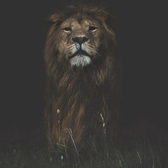 King Of The Jungle - King Solo