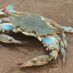 that one song that plays when you encounter a crab